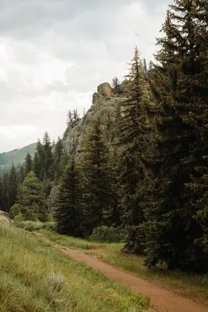 Conifer-285 Living