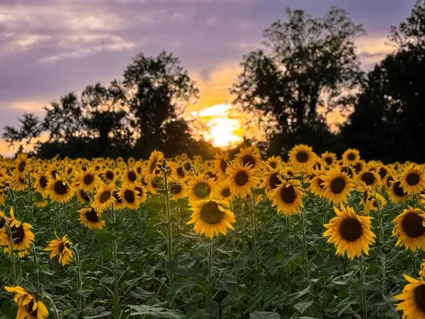 Bel Air North Neighbors